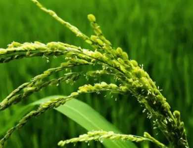 稻花在什么季节开花？