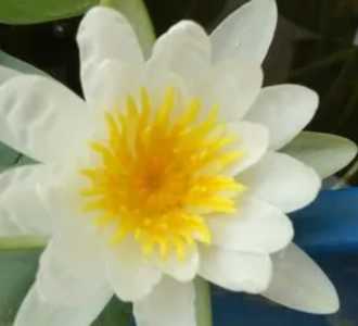 藕开花是什么季节？