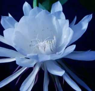 蓝昙花什么季节开花？