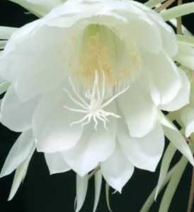 昙花什么季节开花的？
