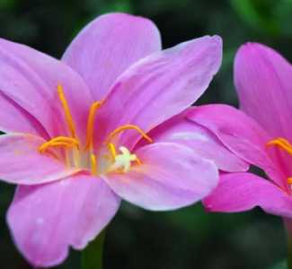 韭莲什么季节开花？