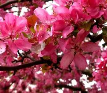 红花树什么季节开花？