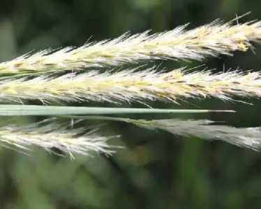 白草什么季节开花？