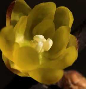 腊梅什么季节开花了？