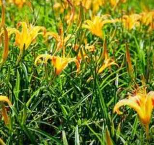什么季节开花金针花？