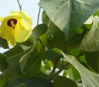 黄槿什么季节开花？