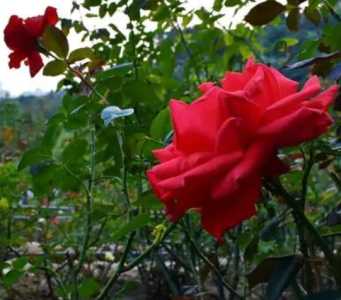 玫瑰生于什么季节开花？