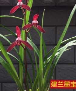 建兰墨宝什么季节开花？
