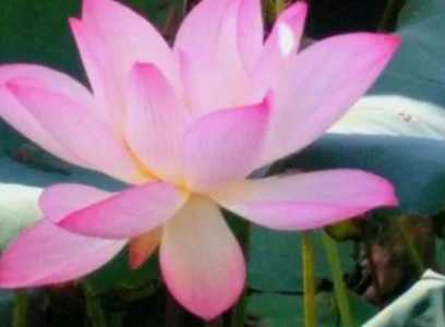 早莲什么季节开花？