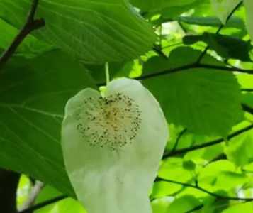 珙桐花什么季节开花？