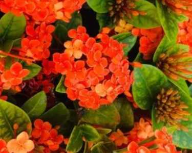 凤仙子什么季节开花?