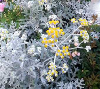 钻石花什么季节开花?