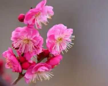 春梅什么季节开花？