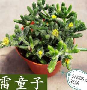雷童子什么季节开花？