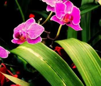湖兰花什么季节开花？