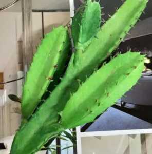 四棱什么季节开花？