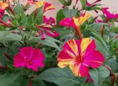 夜开花什么季节的？