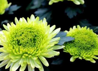 绿菊花什么季节开花？