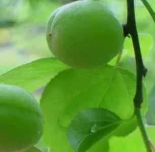 梅子开花是什么季节?