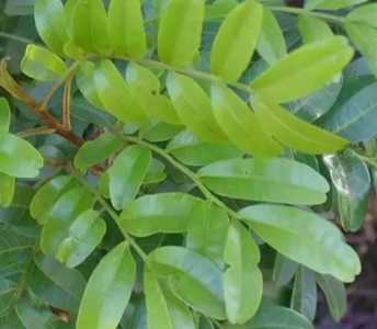 香叶树开花什么季节？