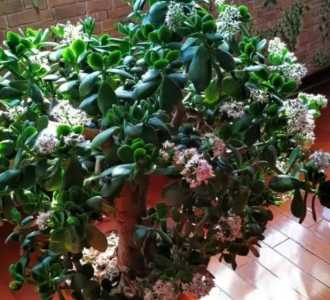 玉树什么季节会开花？