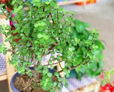 金玉叶什么季节开花？