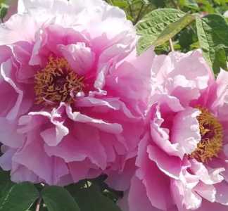 汉牡丹什么季节开花？