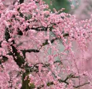 垂梅什么季节开花？
