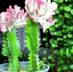 龙骨花什么季节开花?