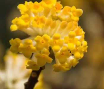 结香花什么季节开花?