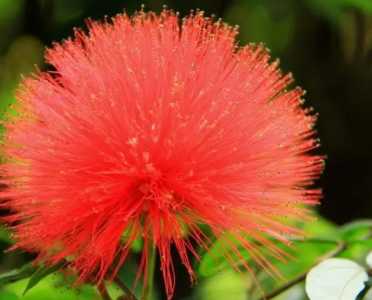 绒球花什么季节开花？