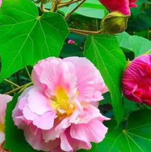 芙蓉开花是什么季节？