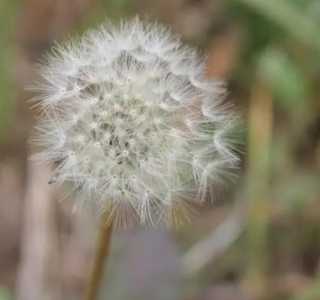 蒲公英花在什么季节开花?