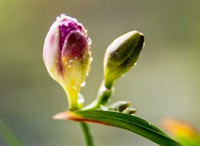 昌兰什么季节开花?