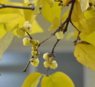腊梅树什么季节开花?