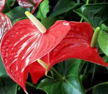 花烛要什么季节开花?