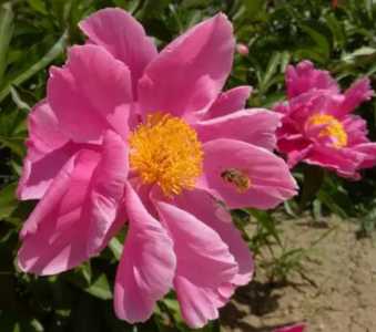 红药什么季节开花?