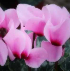 仙客来在什么季节开花？