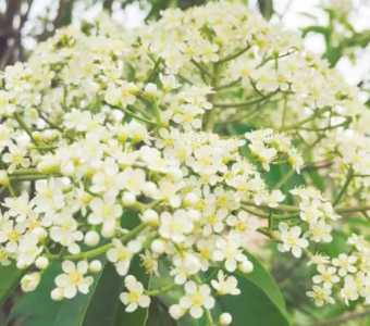 石楠花什么季节开花？