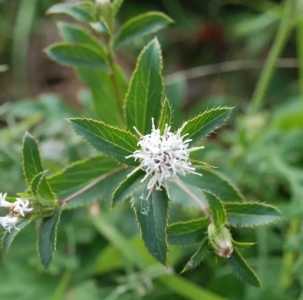 野生苍术什么季节开花？
