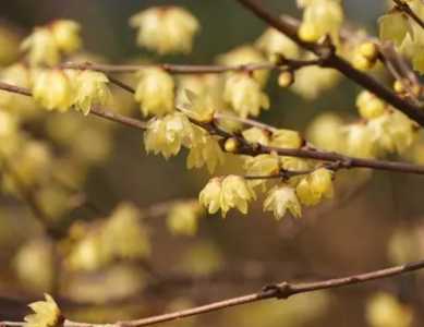 腊梅在什么季节开花？