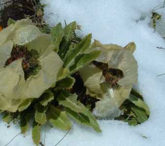 雪莲是什么季节开花？