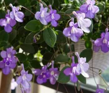 海豚花卉什么季节开花？