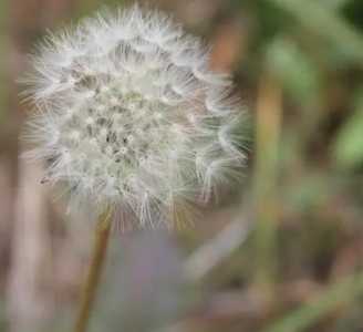 蒲公英的什么季节开花？