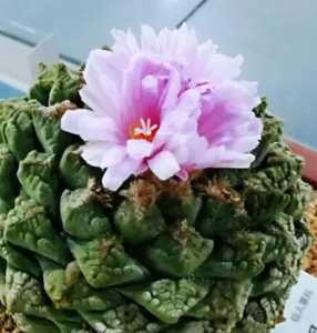 龟甲牡丹什么季节开花？