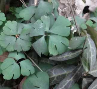 天葵什么季节开花？