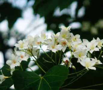 油桐在什么季节开花？