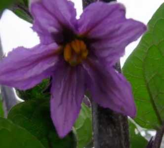 茄子花什么季节开花？