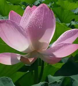 水芙蓉什么季节开花？