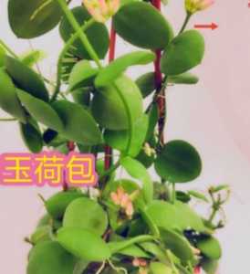 玉荷包什么季节开花？